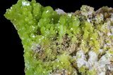 Pyromorphite Crystal Cluster - China #63703-1